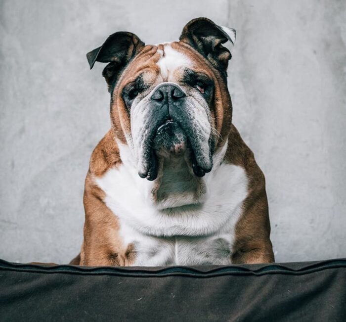 How to Repurpose a Mattress