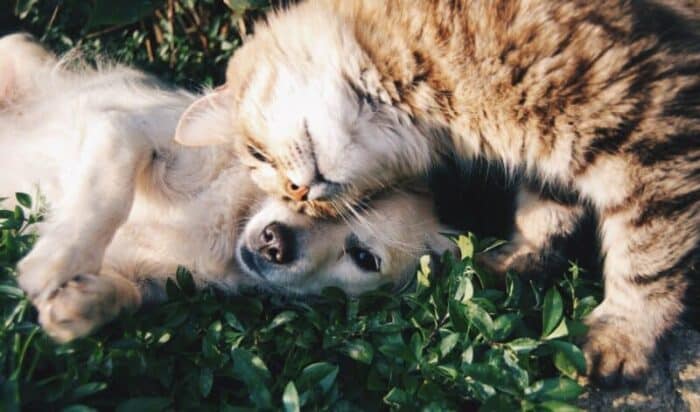 dog and cat cuddling dog and cat cuddling
