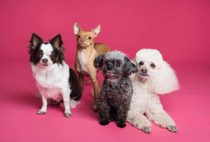Dog Breeds Dog Breeds