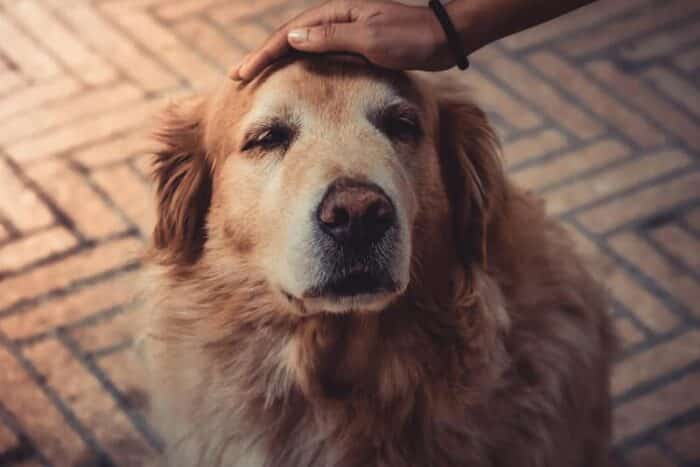 senior dog being pet senior dog being pet