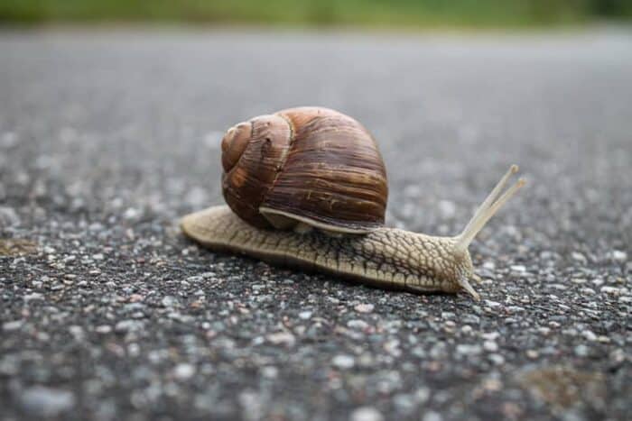 snail with a shell