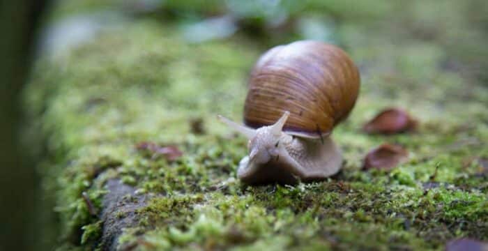 warning signs for snails