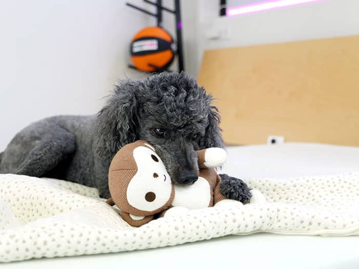 5 Little Monkeys Tibbers 1 5 Little Monkeys Tibbers 1