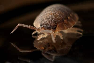 early signs of bed bugs