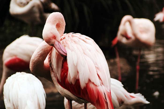 Flamingo Sleeping