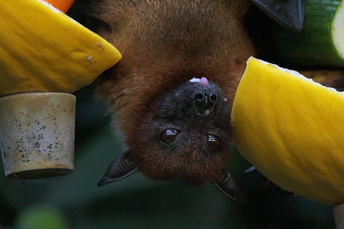 Bat Sleeping Hibernation