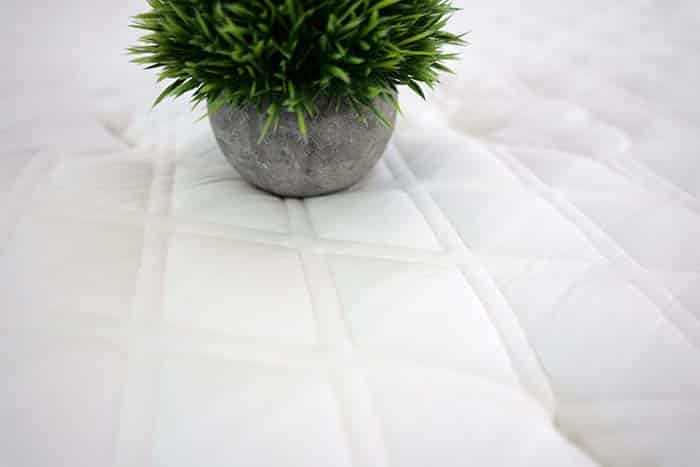 Puffy Royal 2024 Plant On Cover Puffy Royal 2024 Plant On Cover