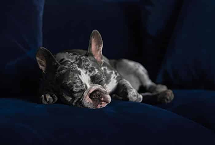 Dog Healthy Sleep Habits 1