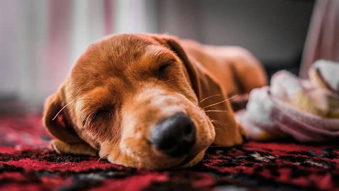 Dog Healthy Sleep Habits 4