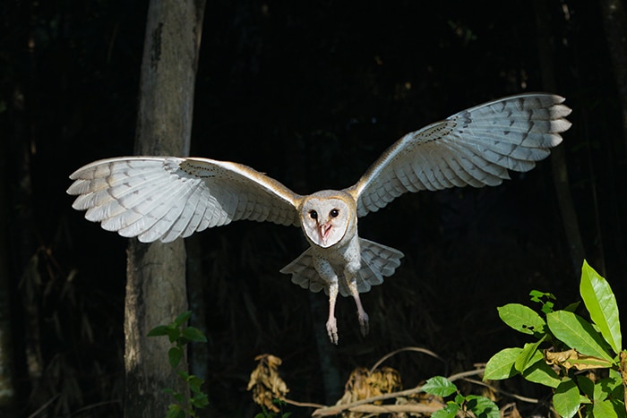 All About Owls Barn Owl Hunting At Night