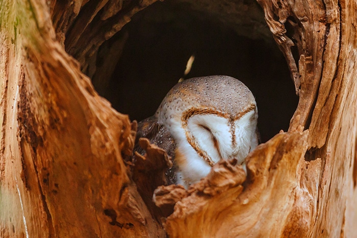 All About Owls Barn Owl Sleeping In Hollow Tree