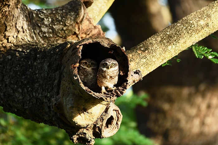 All About Owls Owlets In Roost