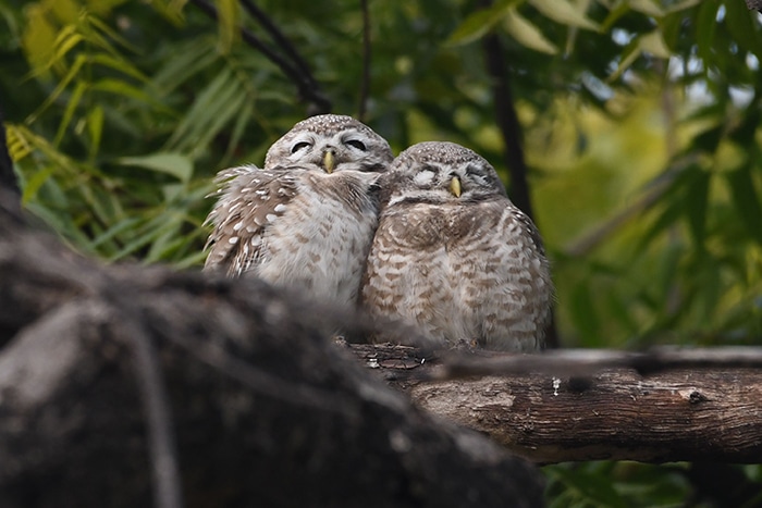 All About Owls Owlets Sleeping Perched On Branch
