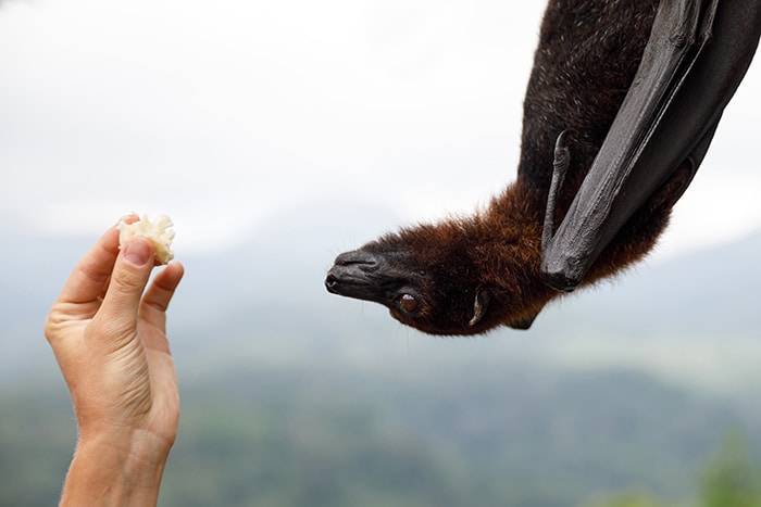 All About Bats Bat Being Fed A Treat