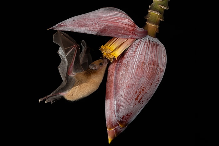 All About Bats Bat Eating Flower In Rainforest