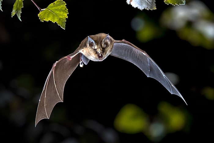 All About Bats Bat Flying