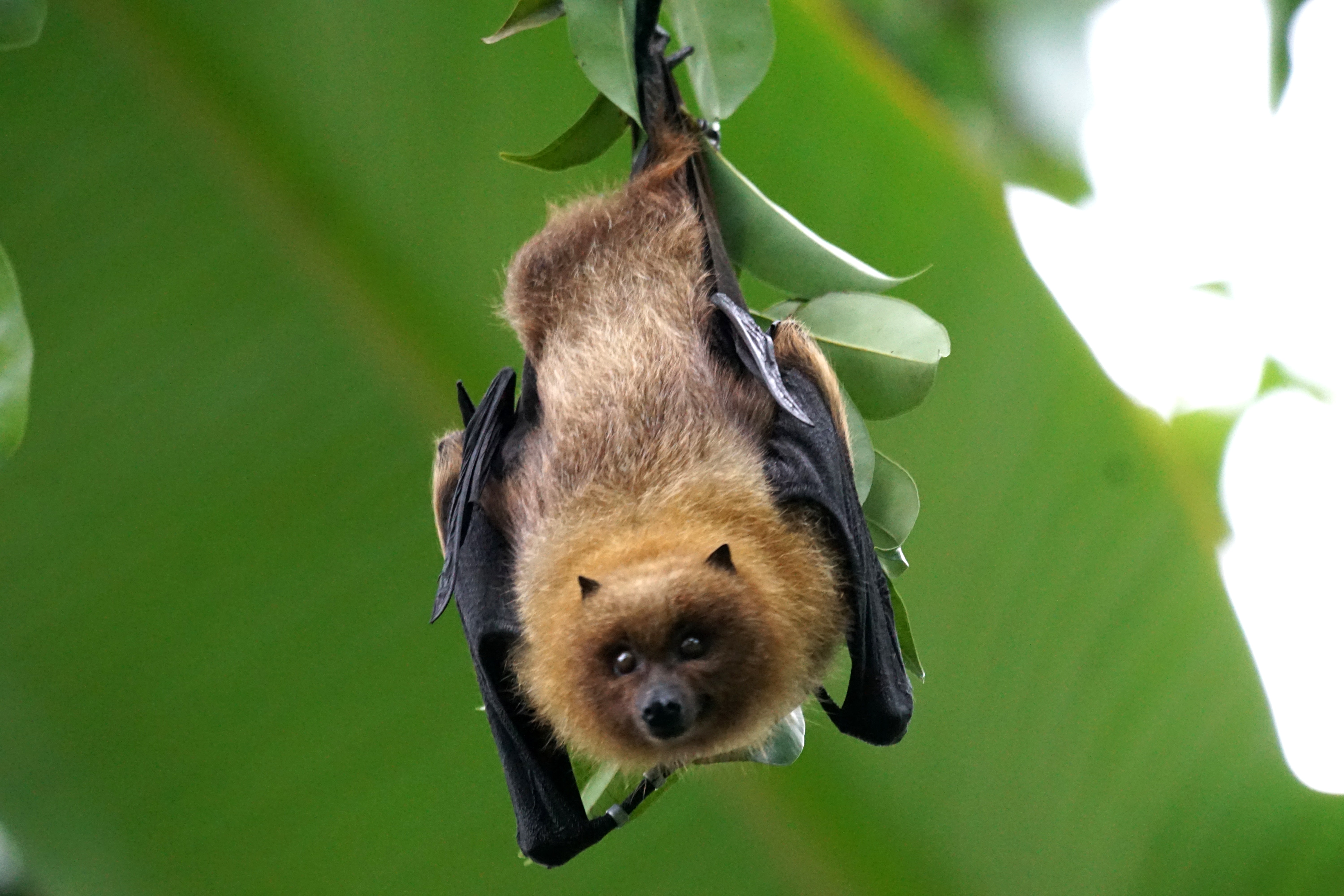 All About Bats Bat Hanging From Tropical Tree