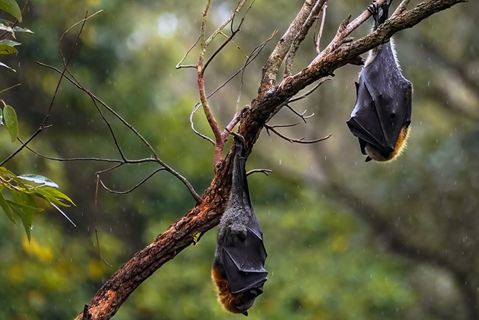 All About Bats Bats Hanging Upsidedown