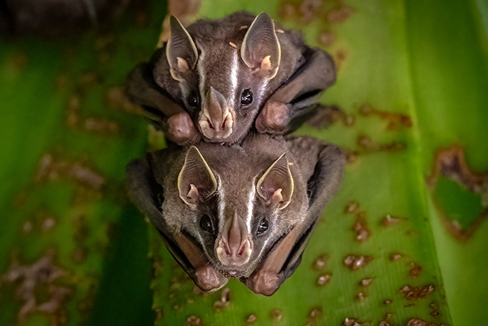 All About Bats Small Costa Rican Bats